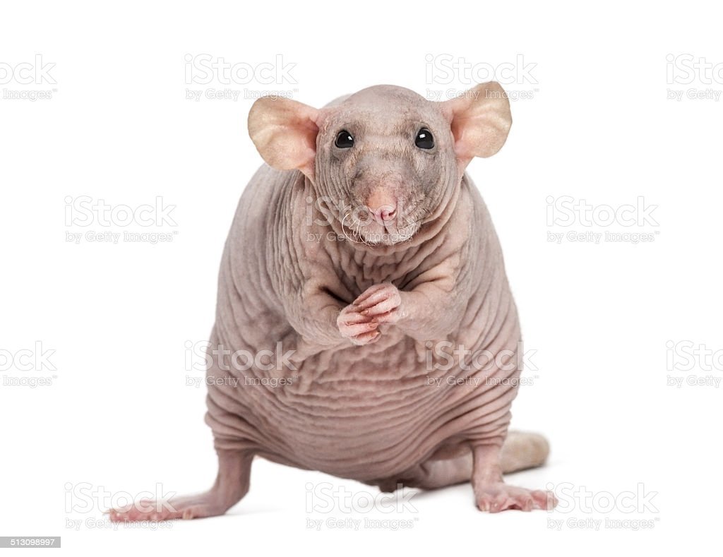 Крыса с челкой