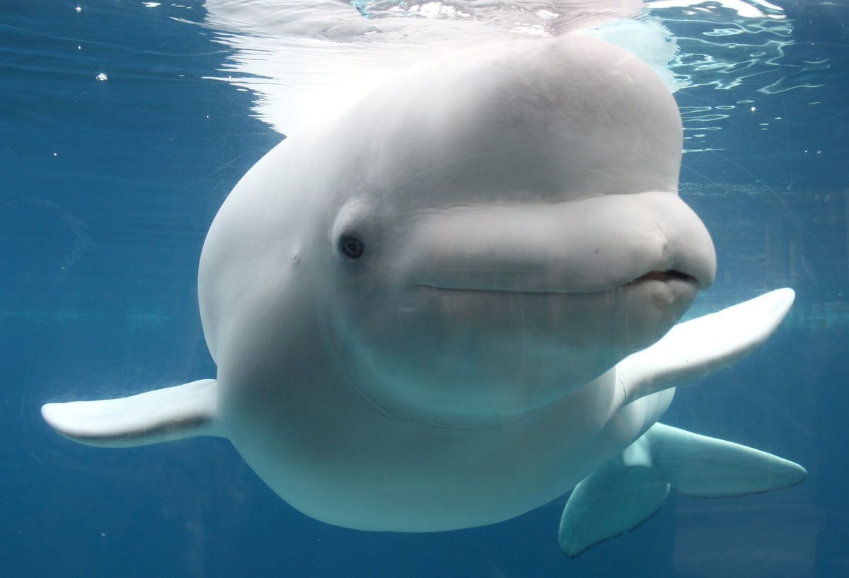 Лоб дельфина. Белый кит Белуха. Белый Полярный кит Белуха. Полярный Дельфин Белуха. Белый Дельфин Белуха.