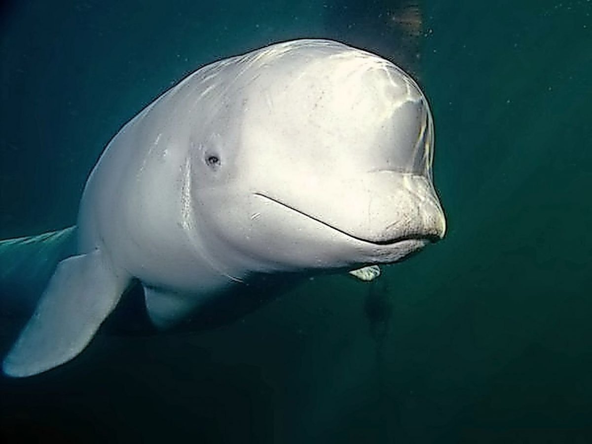 Рыба Белуга альбинос