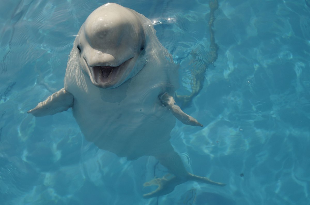 Северный Дельфин Белуха