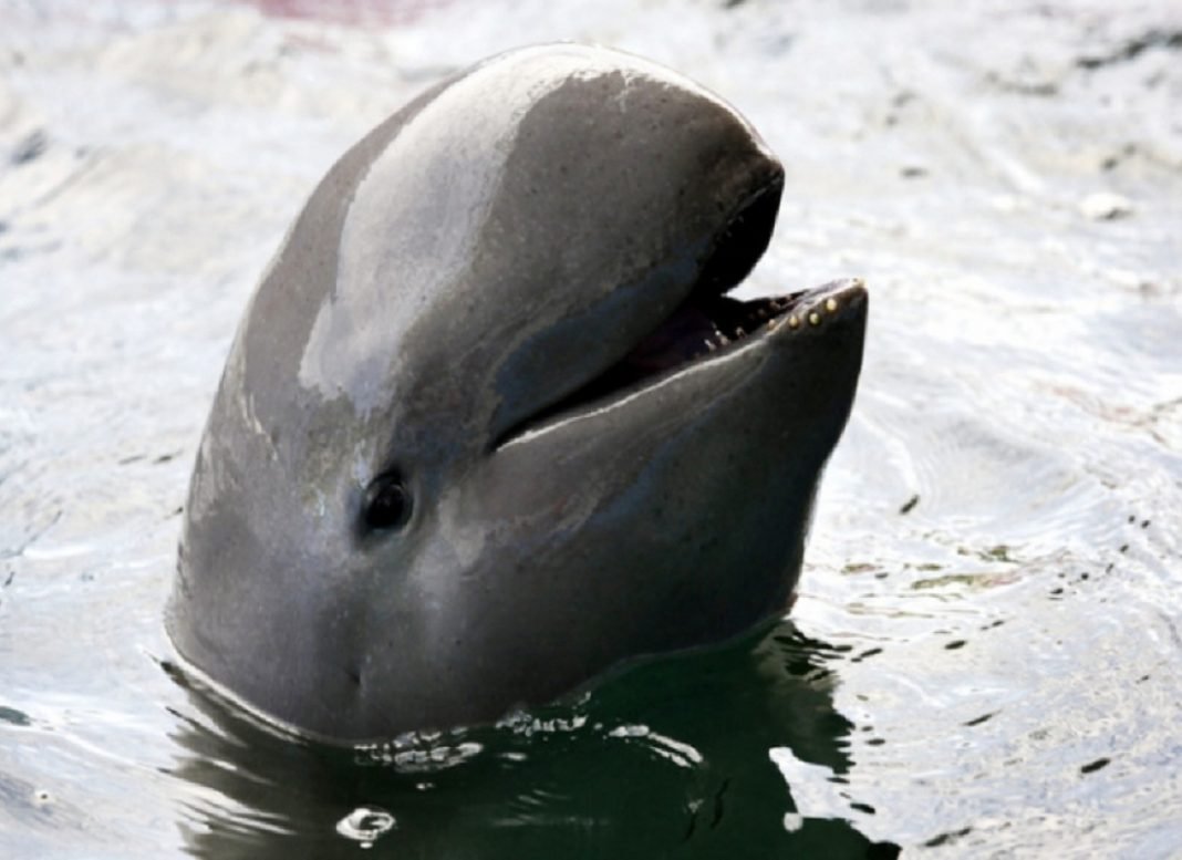 Иравадийский Дельфин