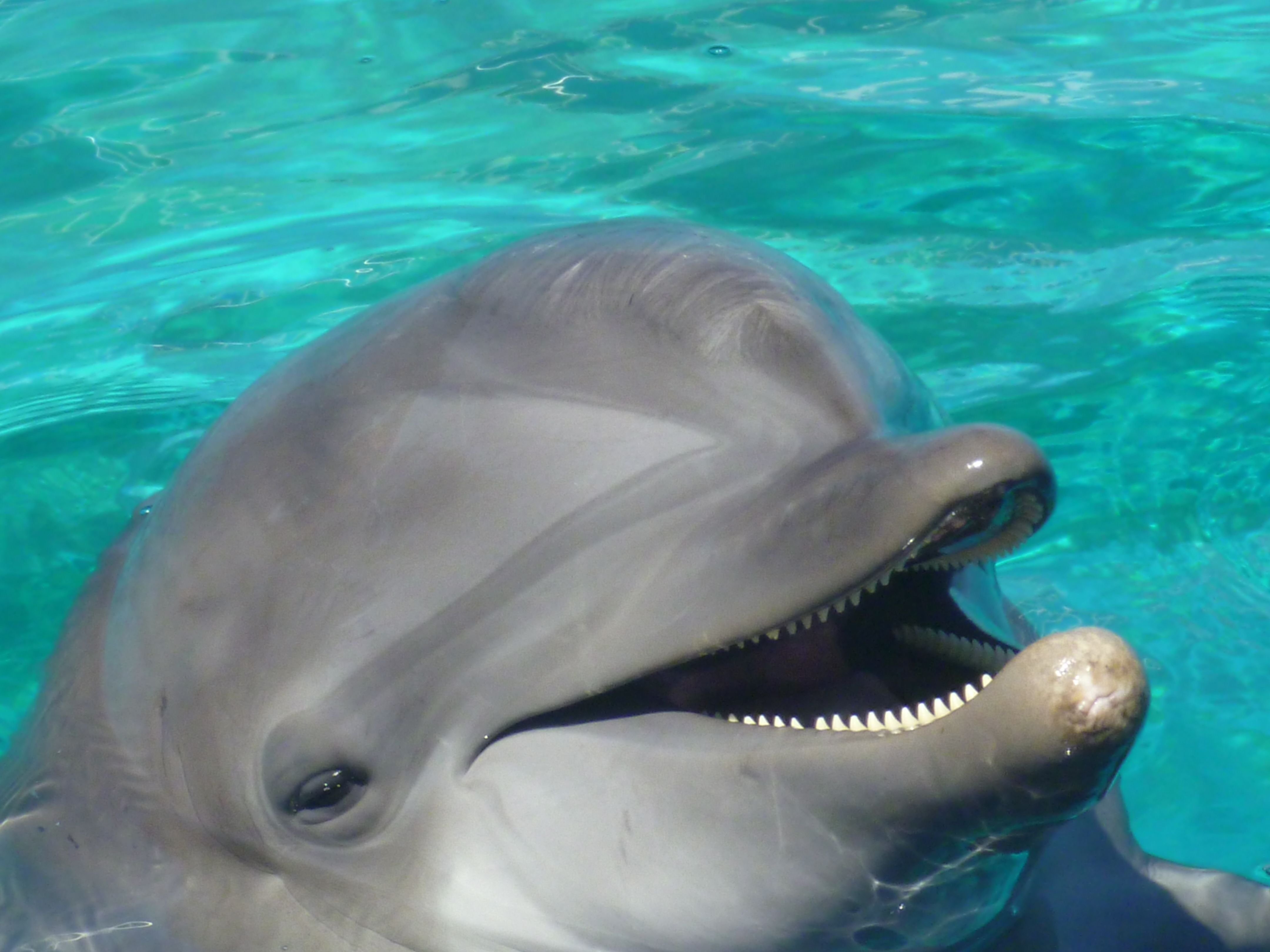 Лоб дельфина. Дельфин-Афалина. Афалина альбинос Дельфин. Дыхало у дельфинов. Нос дельфина.