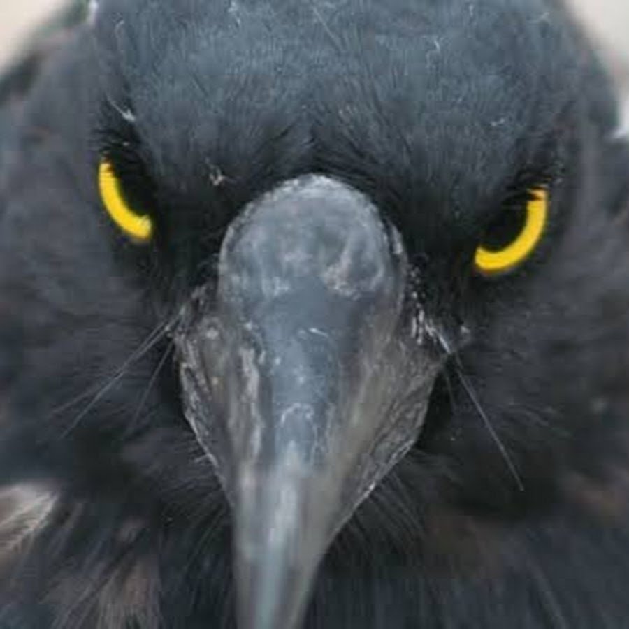 Злая ворона