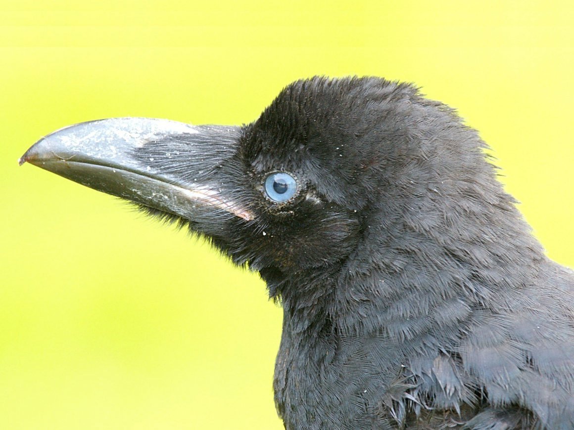 Глаза ворона