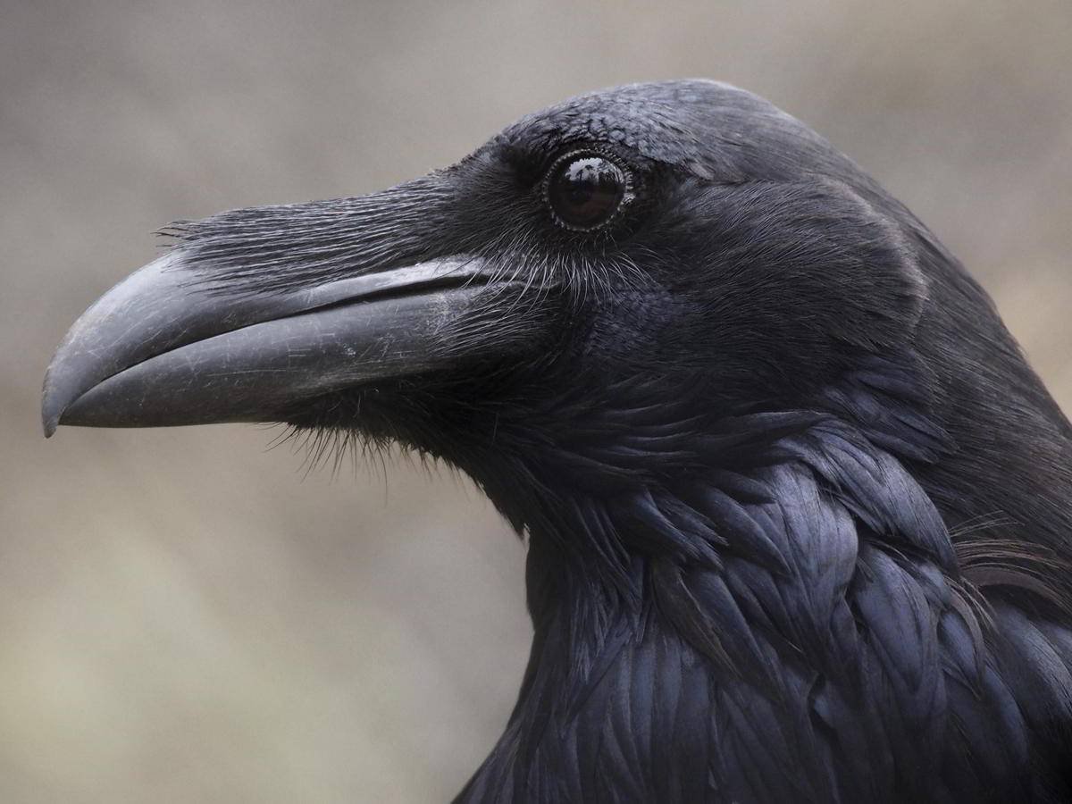 Ноздри у ворон