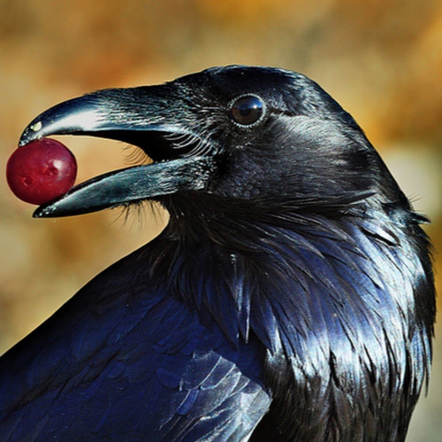 Вороны каркают