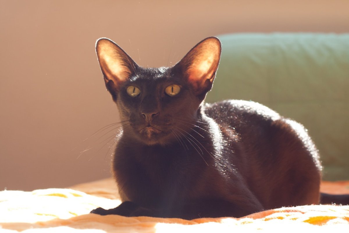 Восточные кошки как определить