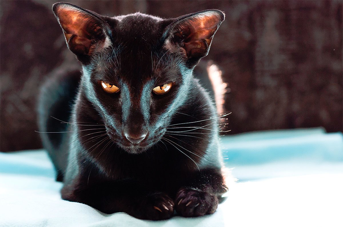 Ориентал кошка