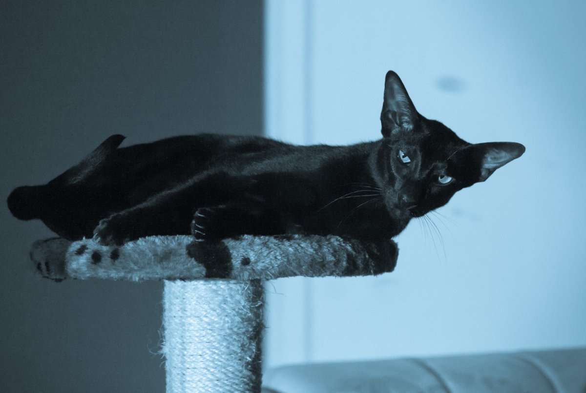 Ориентальный кот Гавана