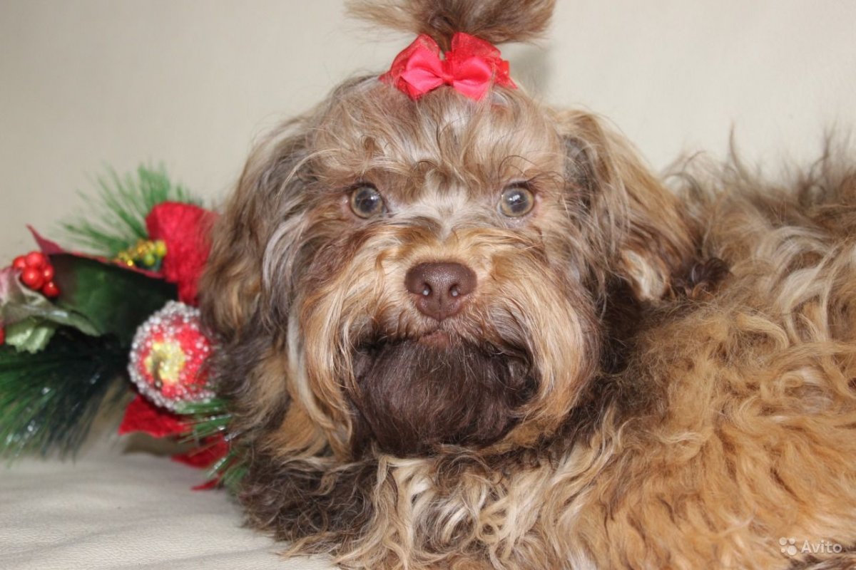 Болонка цветная болонка