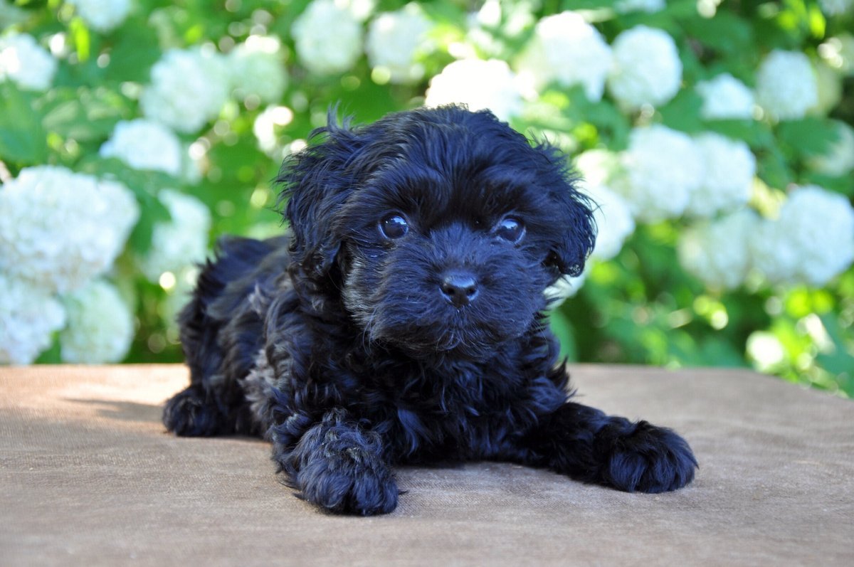 Карандашом Гаванский Бишон