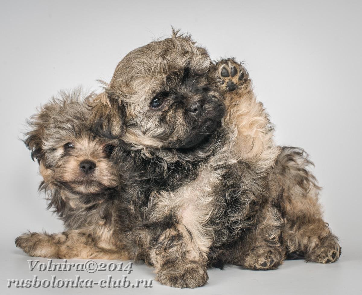 Щенок цветной Болонки 2 месяца