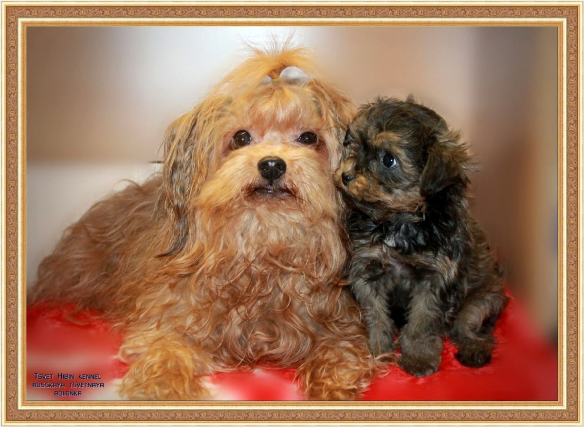 Русская цветная болонка стриженная