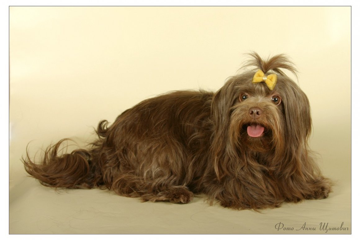 Русская цветная болонка на белом фоне