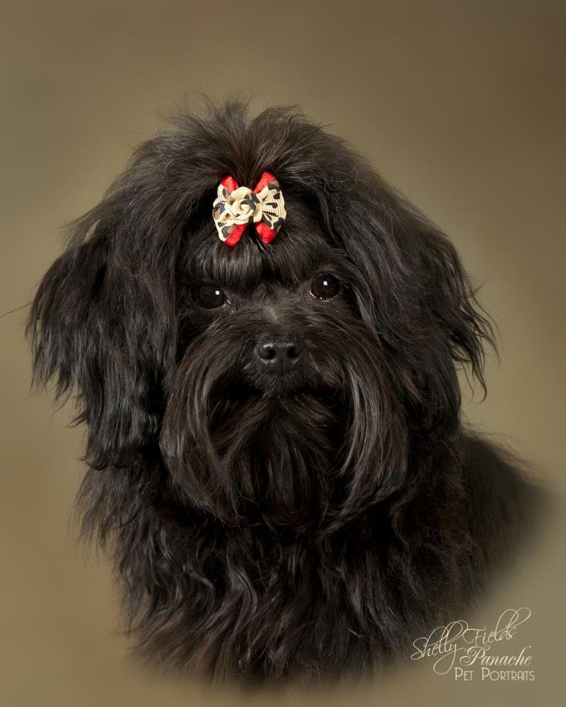 Русская цветная болонка