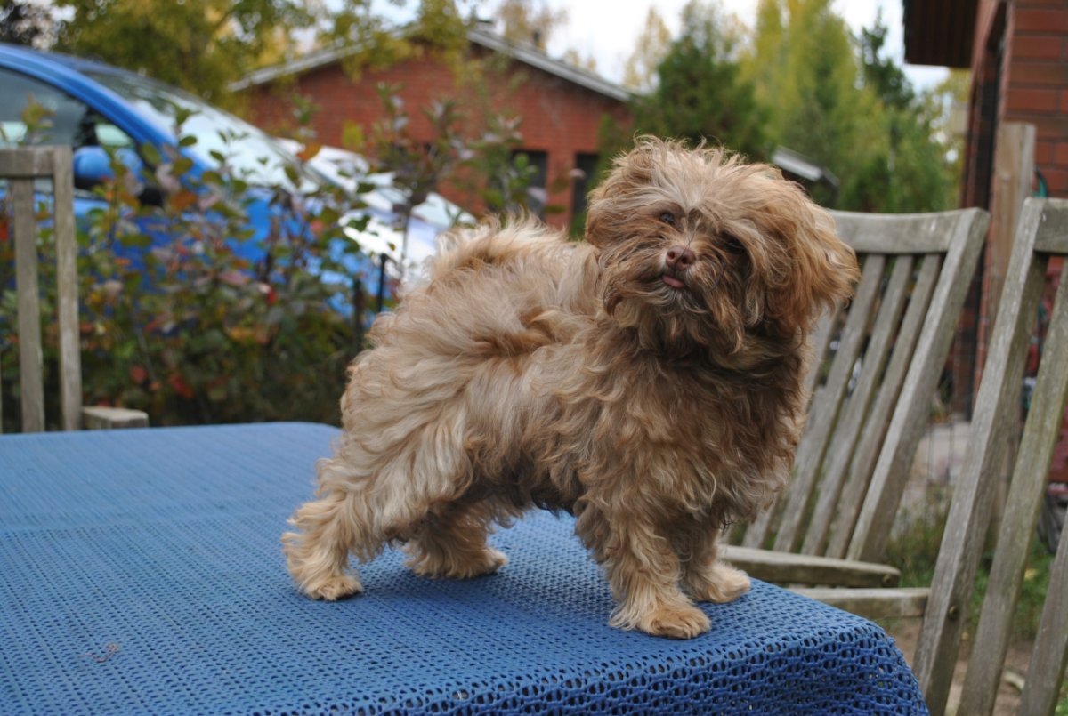 Цветная болонка