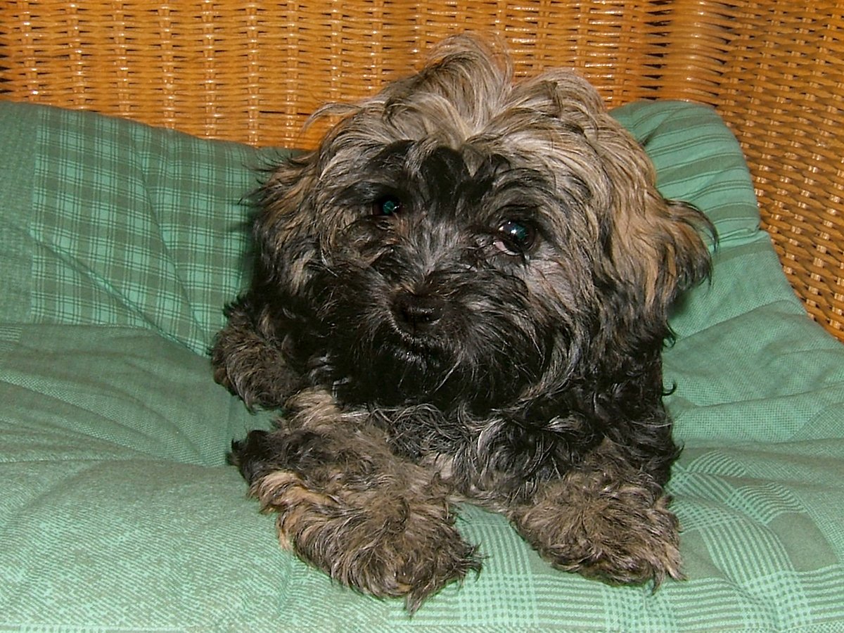 Русская цветная болонка