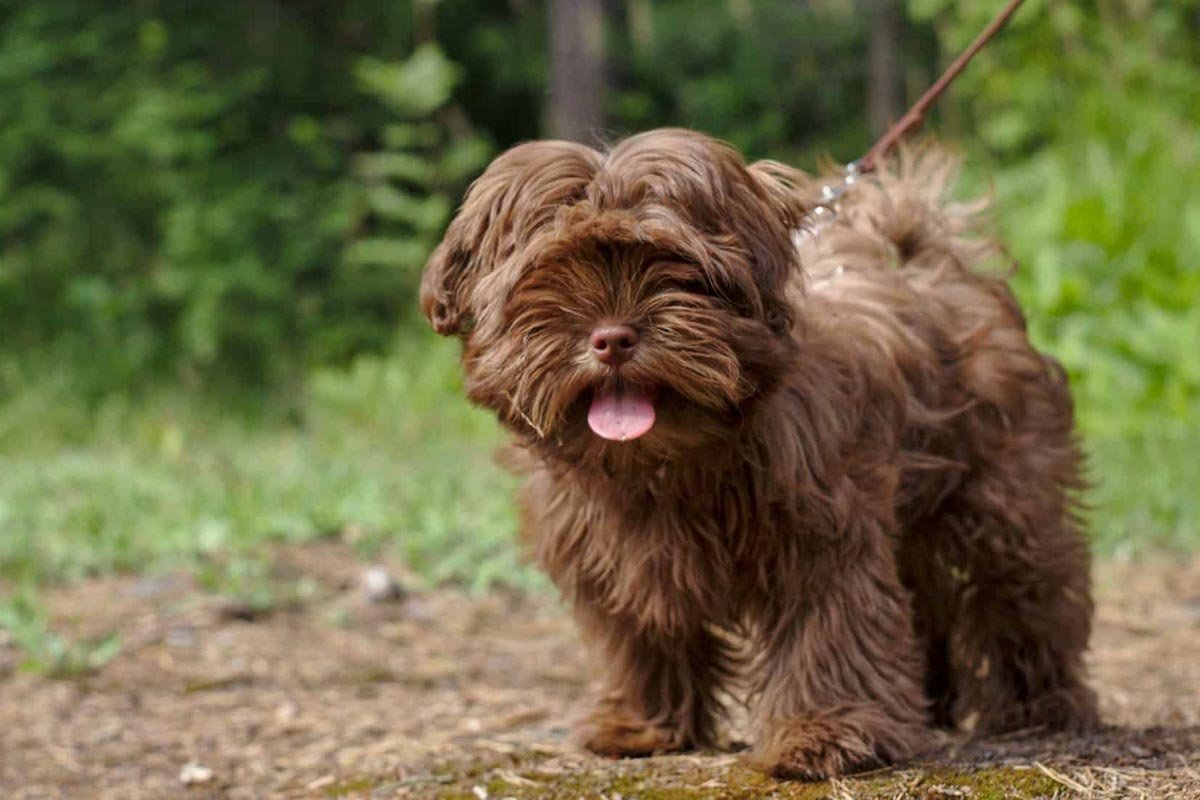 Русская цветная болонка. Бишон-