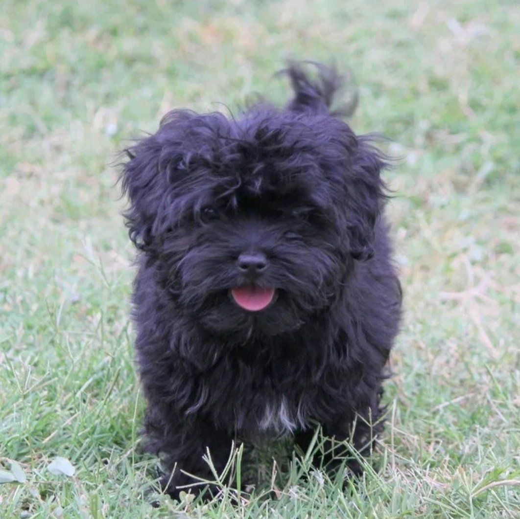 Карликовая болонка белая