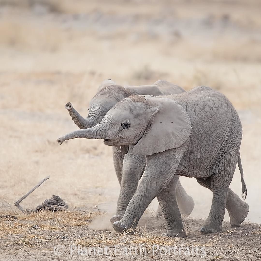 Слониха с новорожденным слоненком