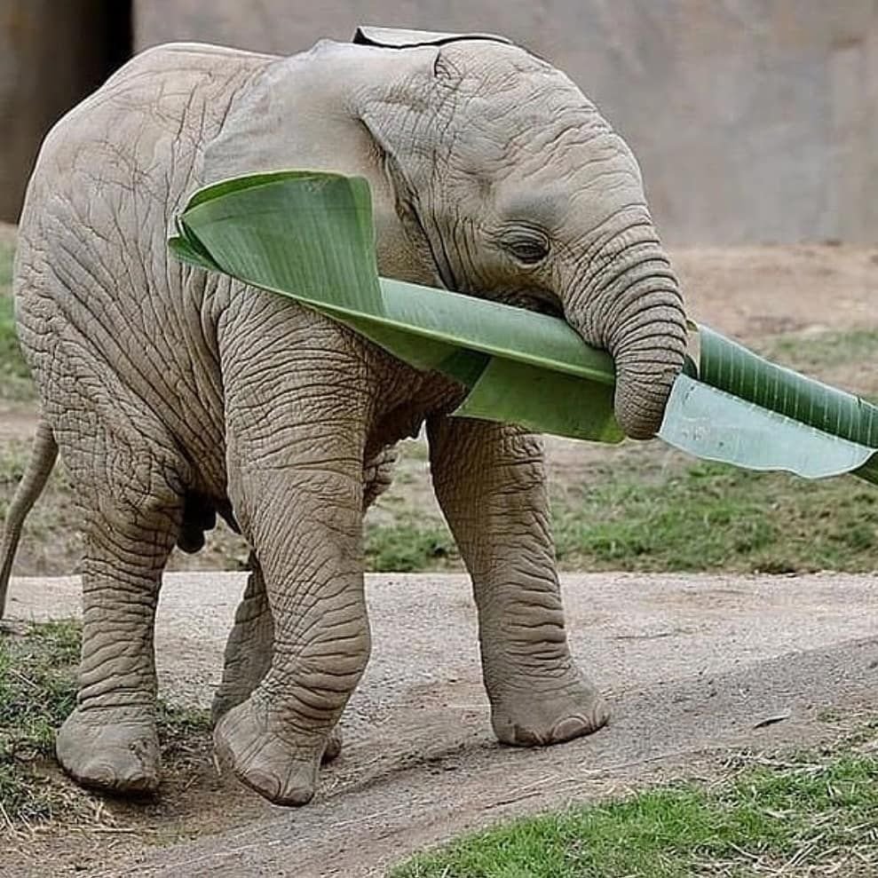 Фотоискусство животные