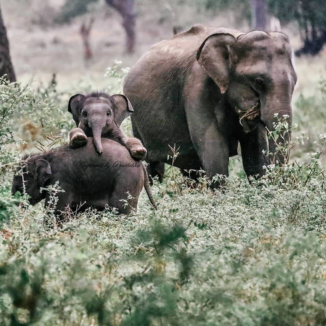 Сицилийский карликовый слон
