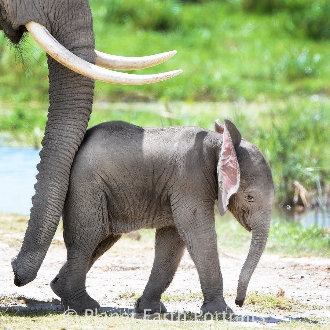 Слониха с детенышем