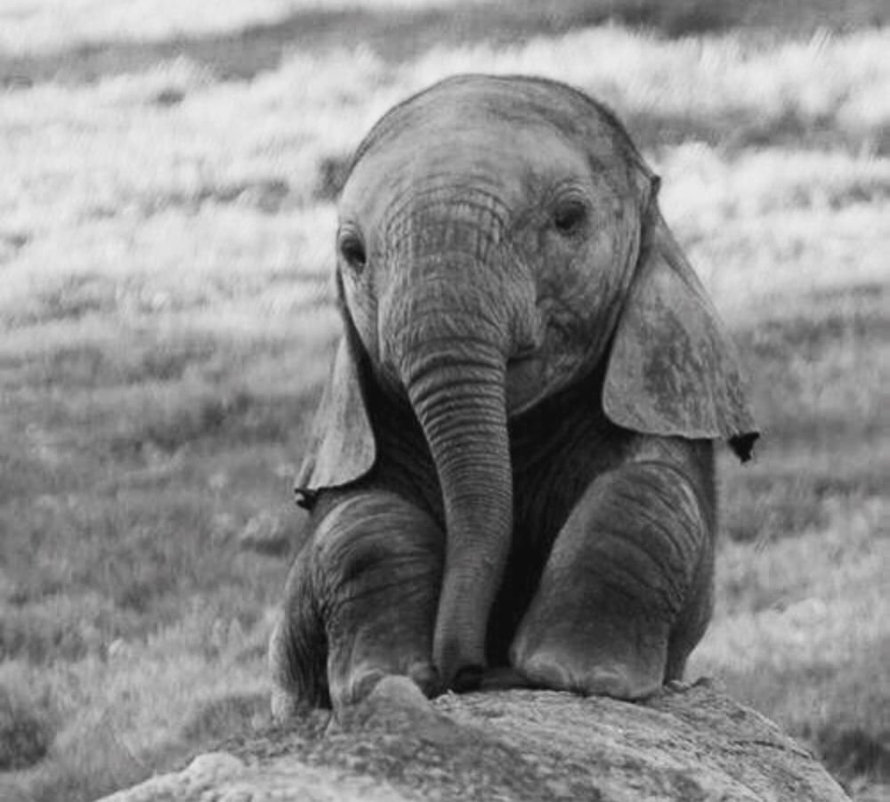 Слон привязанный к колышку