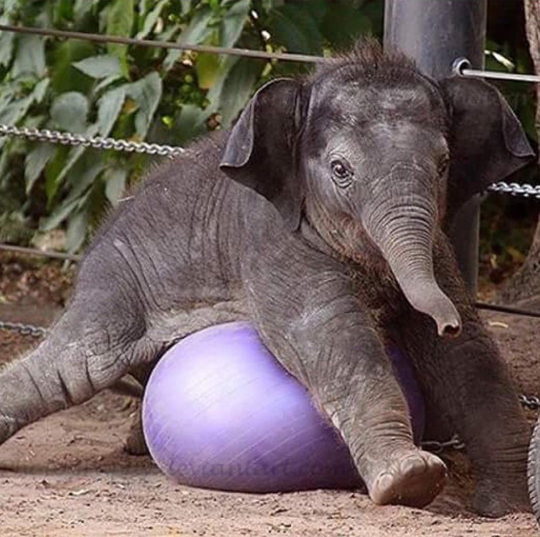 Грудь слона