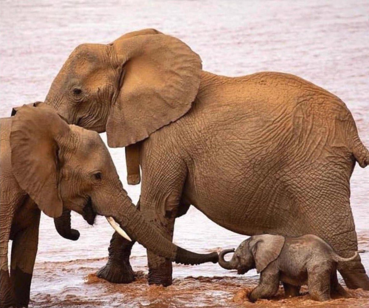 Красивые слоны