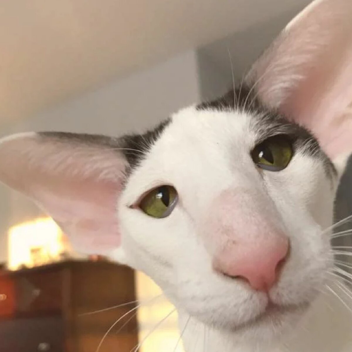 Ориентальный кот грузин