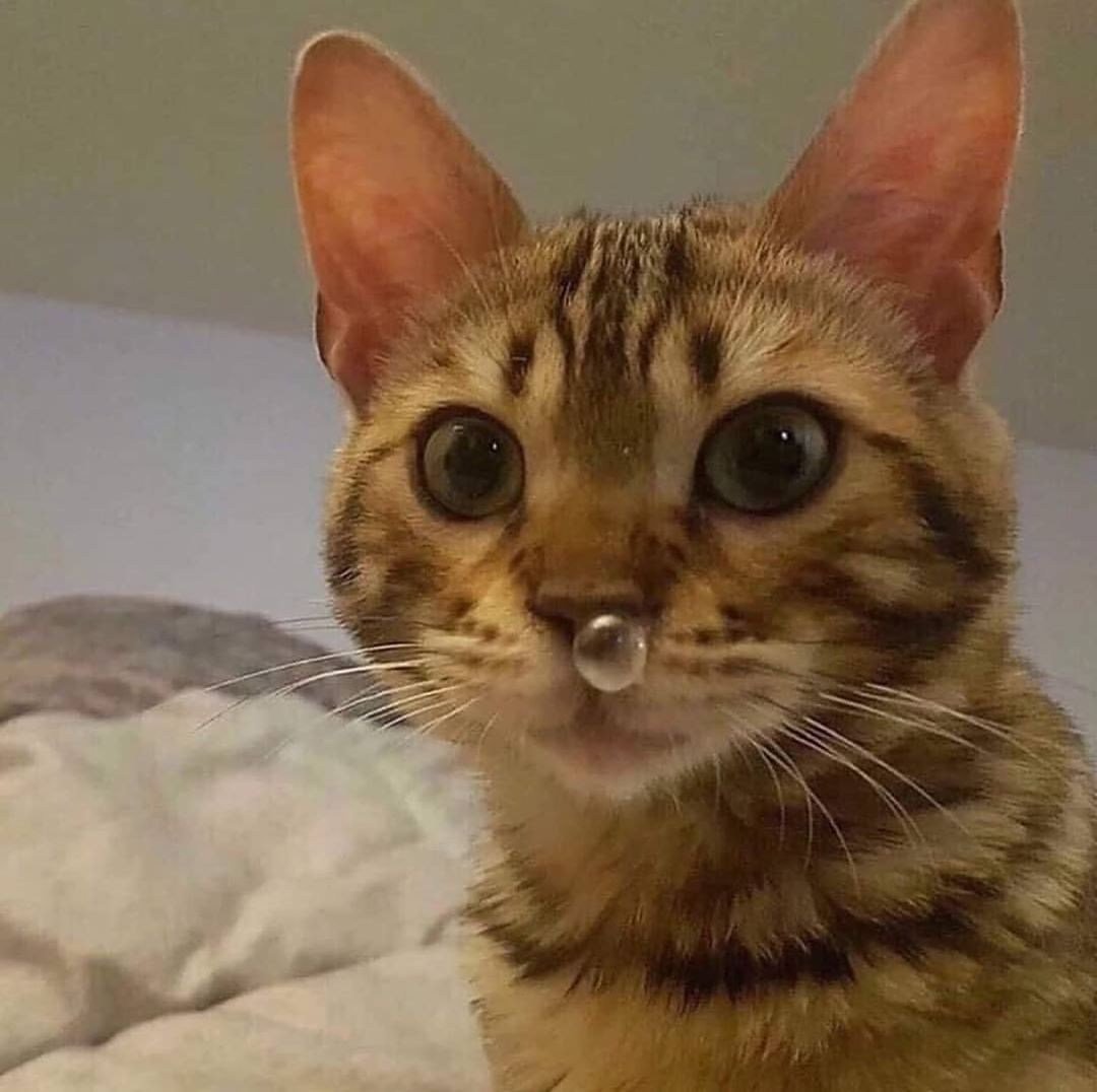 Отдам кота я его боюсь фото