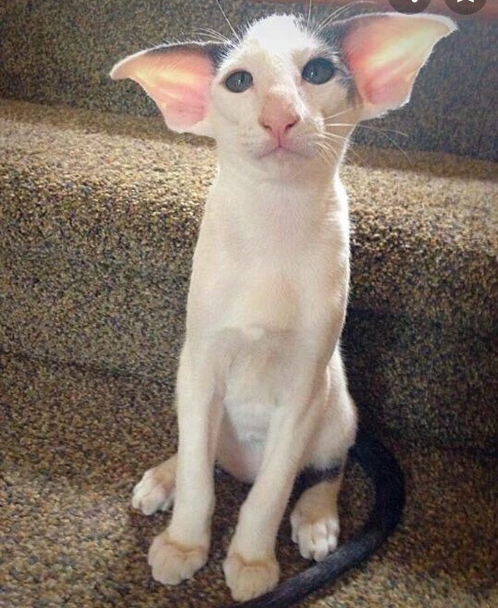 Hobbikats порода