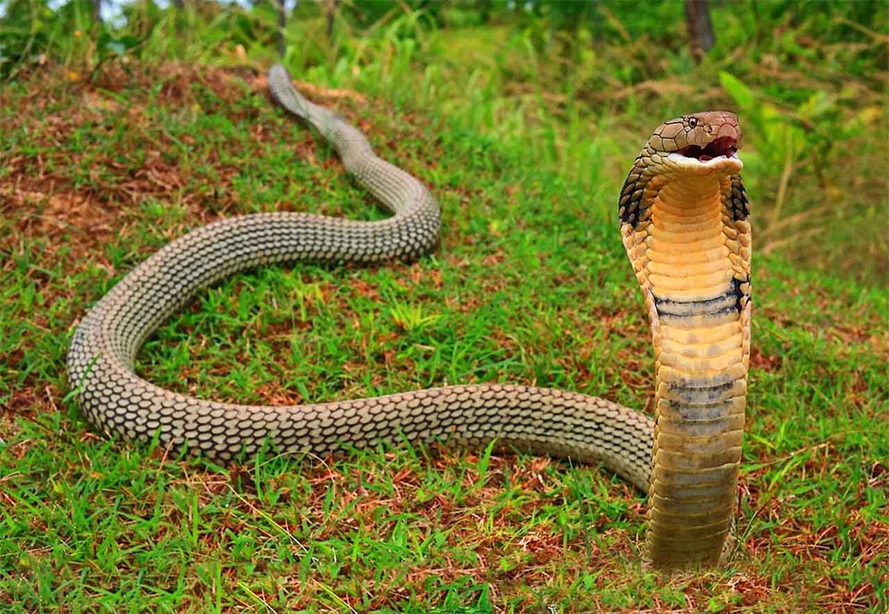 самые опасные змей в мире фото