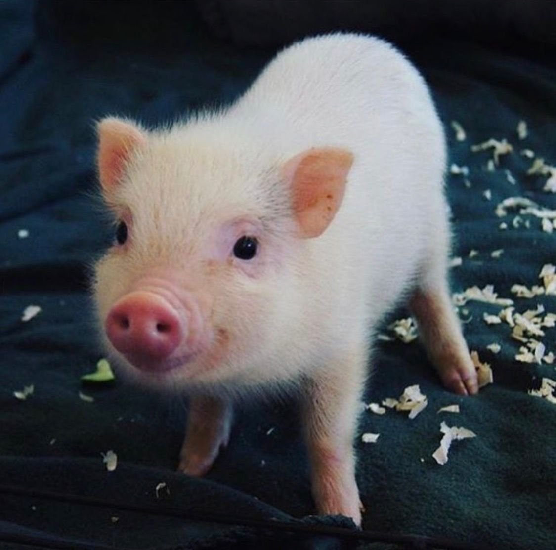 К чему снятся маленькие свиньи. Свинки мини Пиги. Свинка микро Пиги. Поросенок минипиг. Сибирский минипиг.
