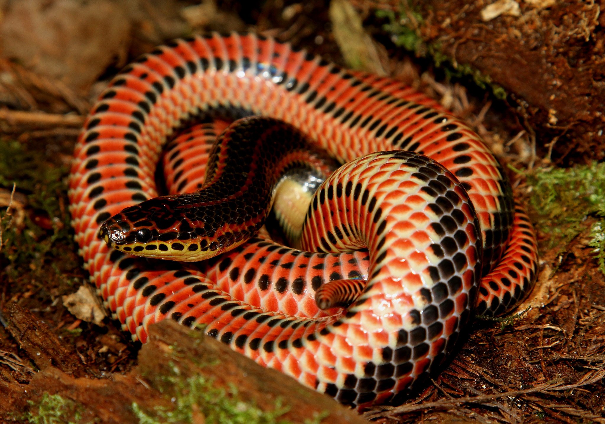 Самые ядовитые змеи фото. Красноточечная иловая змея. Farancia erytrogramma змея. Амазонская гадюка. Колючая кустарниковая гадюка.