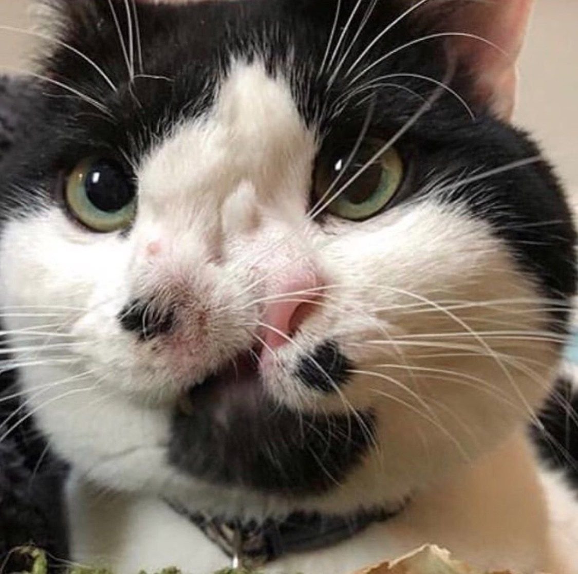 Ориентальная кошка