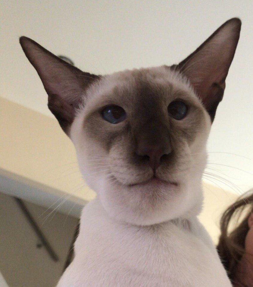 Ориентал косоглазый