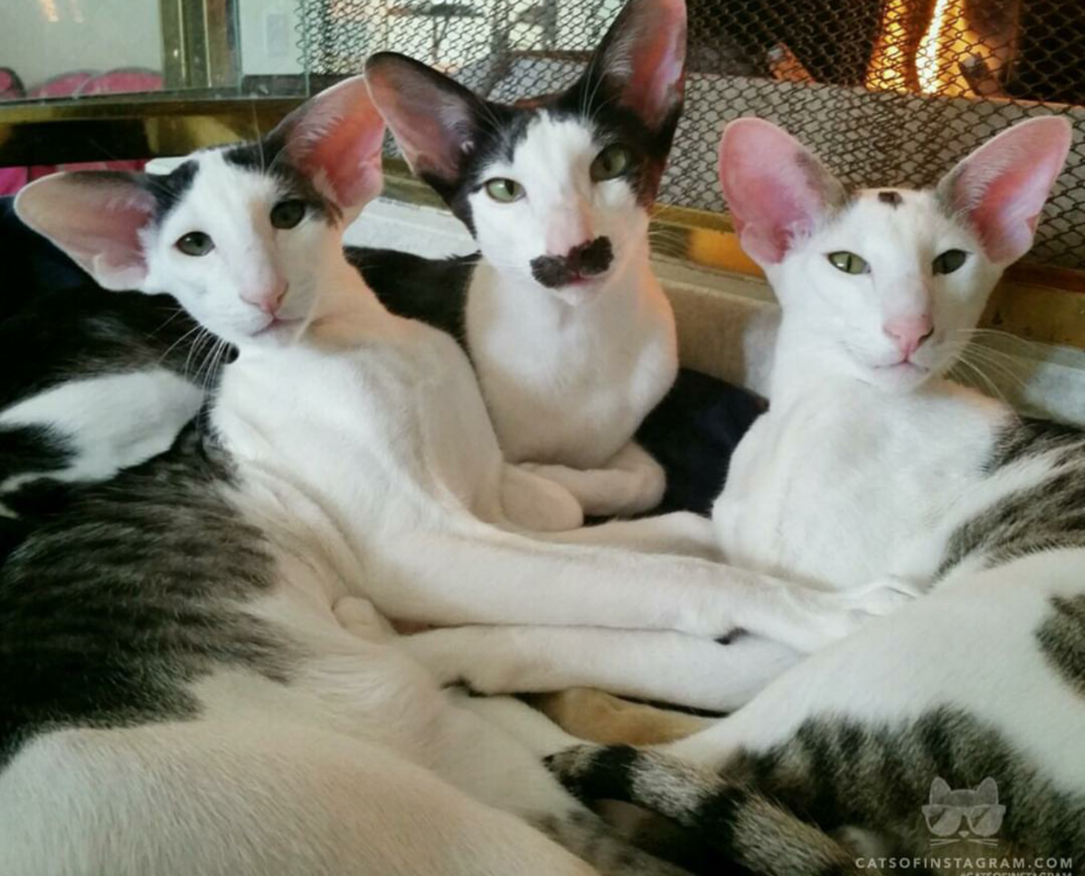 Коты нос к носу