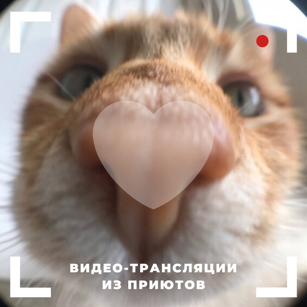 Тайская кошка в профиль