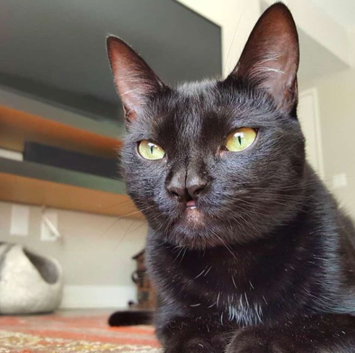 Черный котенок с разными глазами