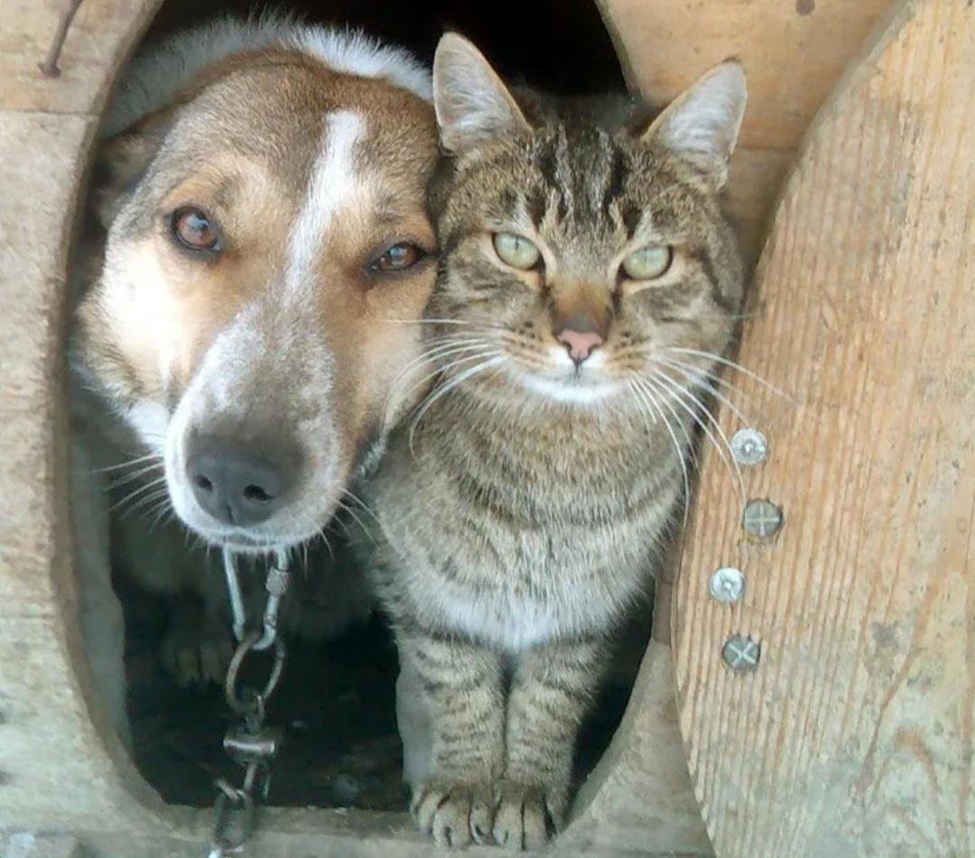 Белый ориентальный кот