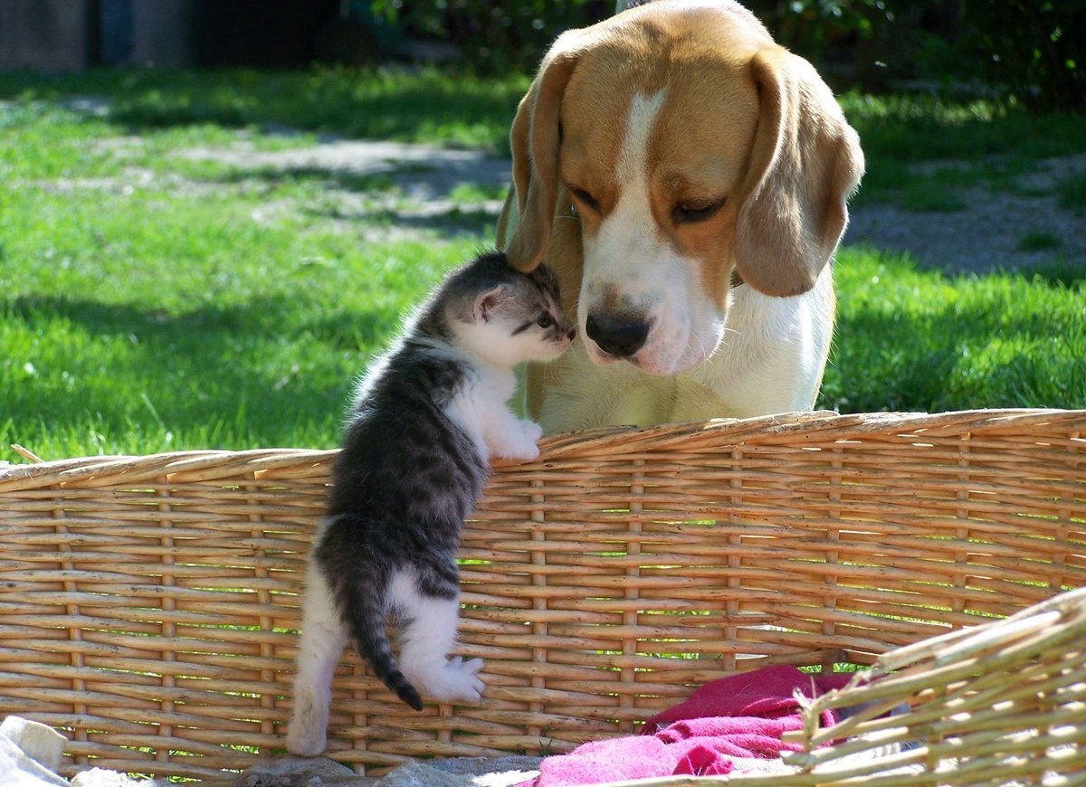 Собачки и кошечки