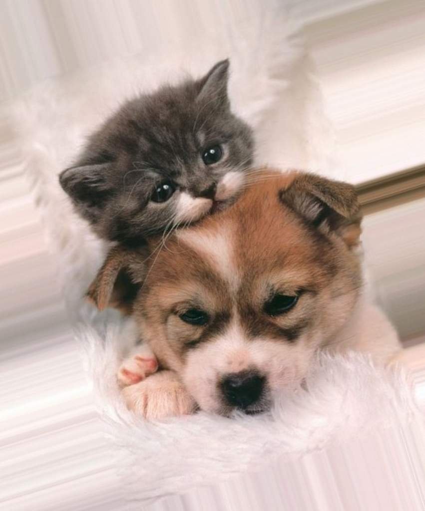 Милые собачки и кошечки