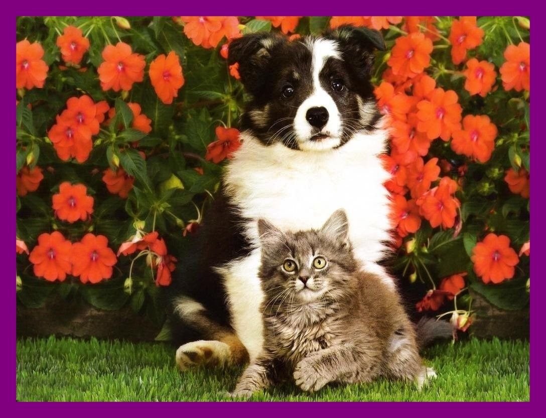 Щенок и котенок