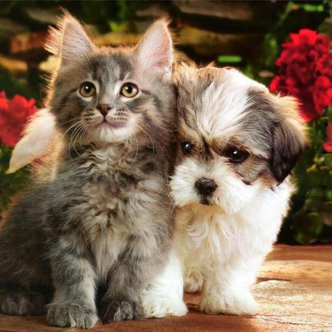 Красивые домашние животные