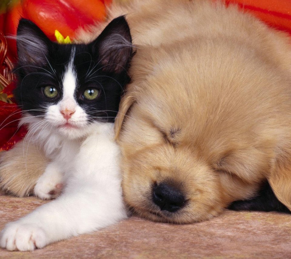 Красивые собаки и кошки