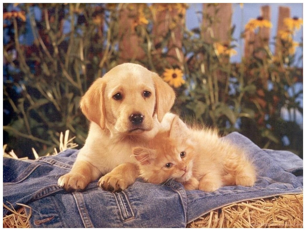 Милые котята и щенки