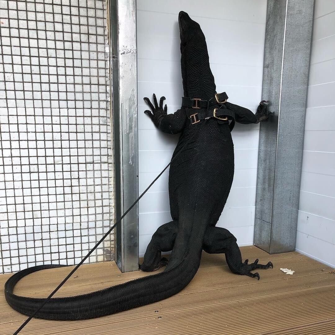 Водяной Варан домашний чёрный