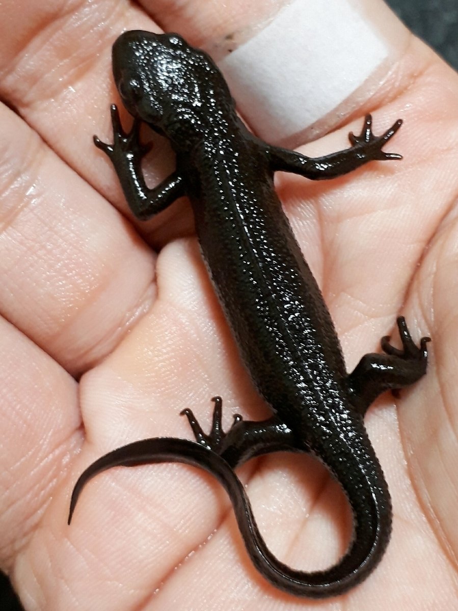 Тритон Земляной